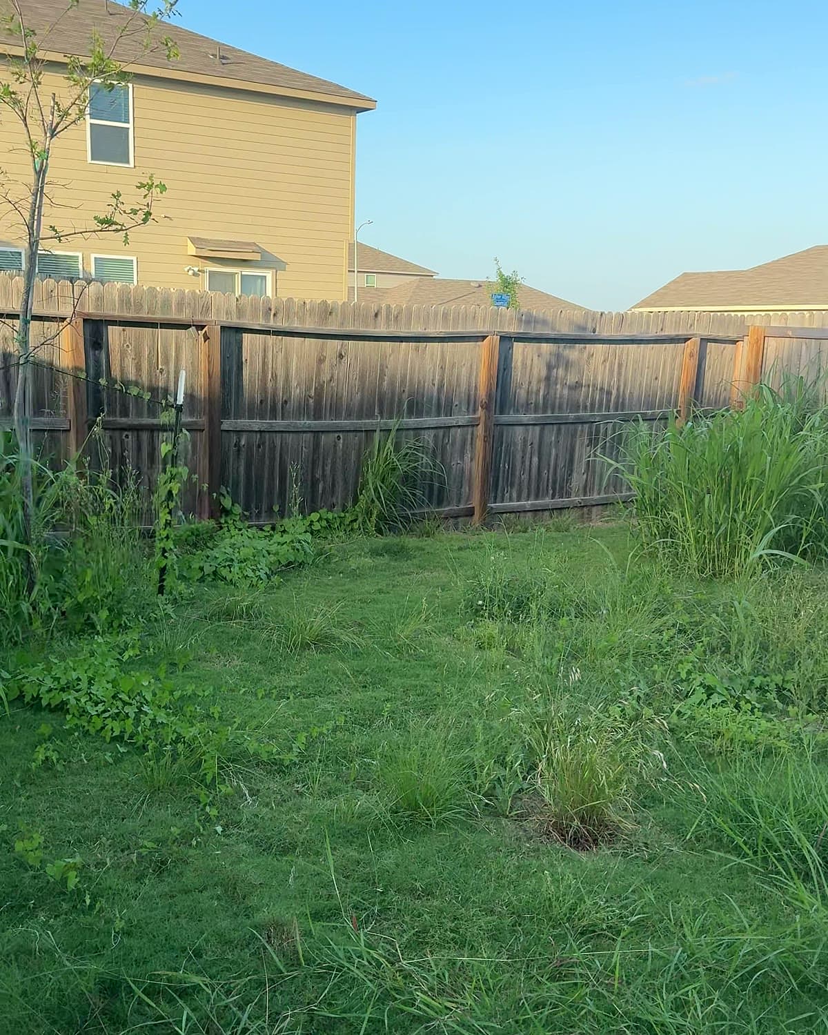 Overgrown San Antonio lawn before service, tall uneven grass and no visible edges
